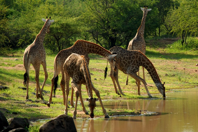 Saadani National Park