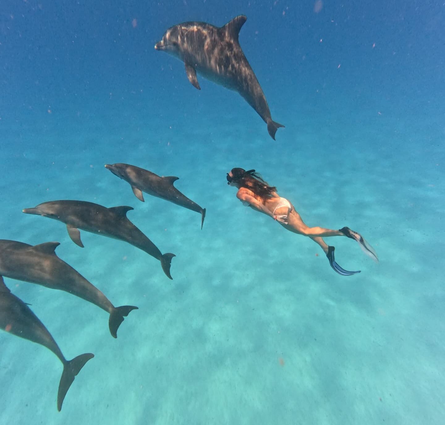 Mnemba dolphin