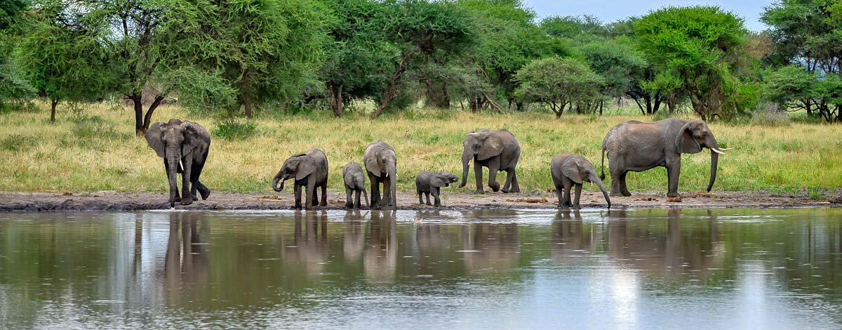 elephants tarangire