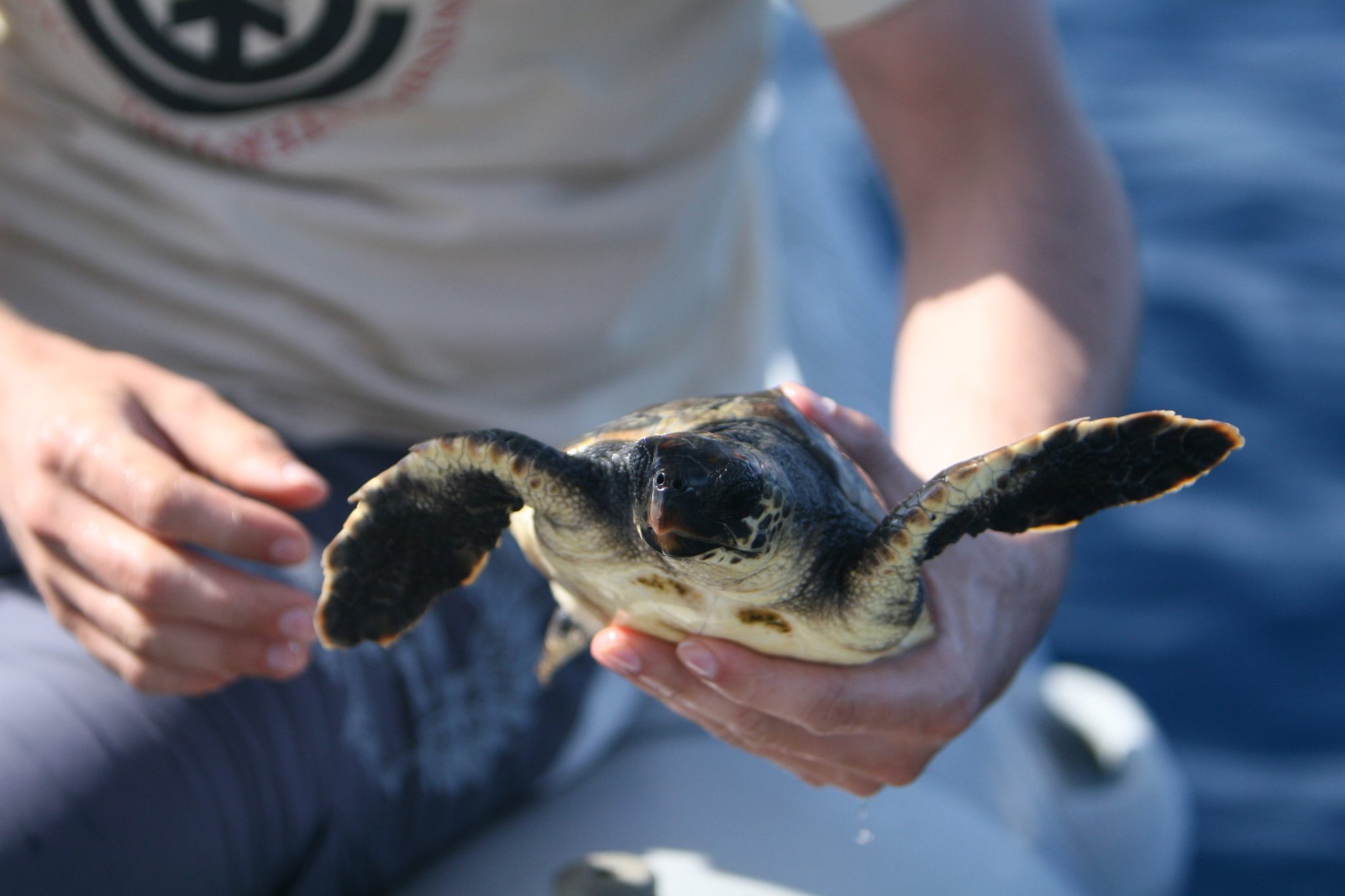 turtle realize