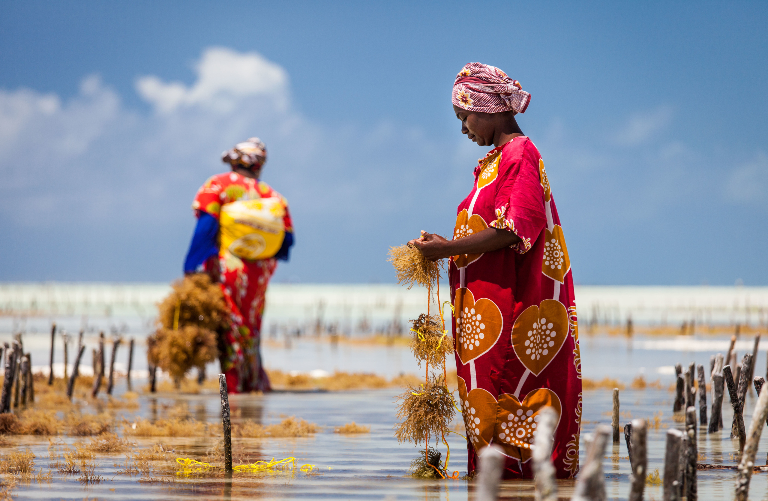 The Seaweed Farming Experience