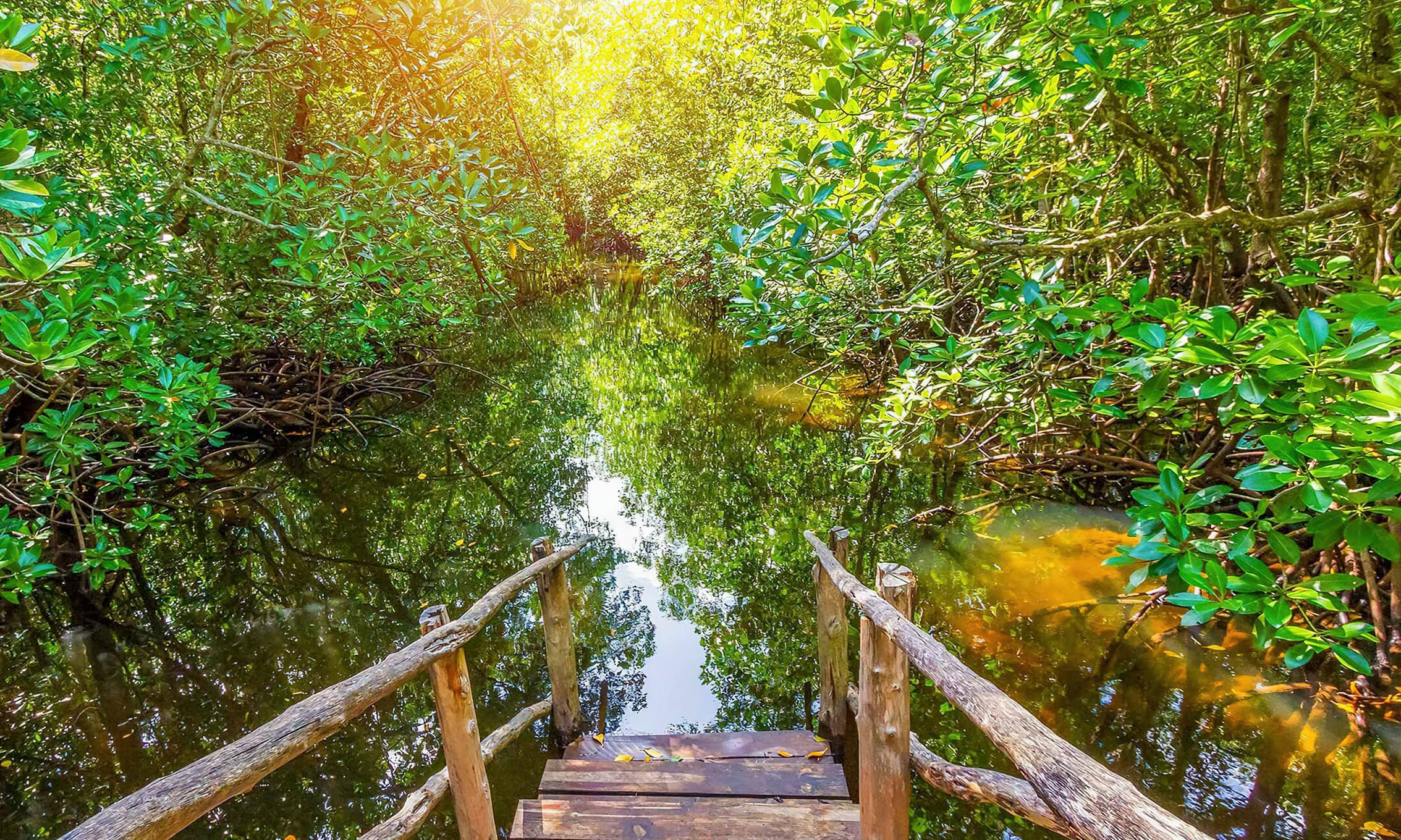 Discover Jozani Forest National Park Explore Stone Town – The Heart of Zanzibar’s Culture