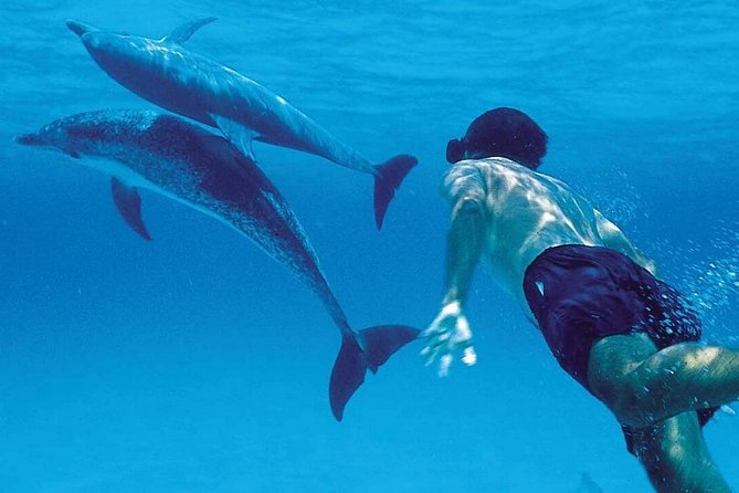 dolphin tour