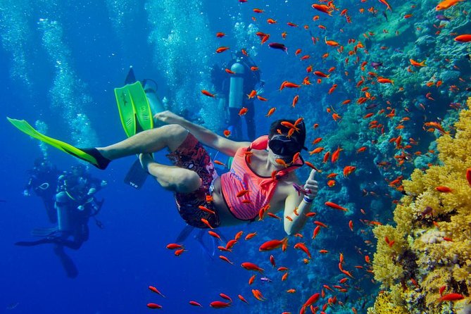 Snorkel Around Mnemba Atoll
