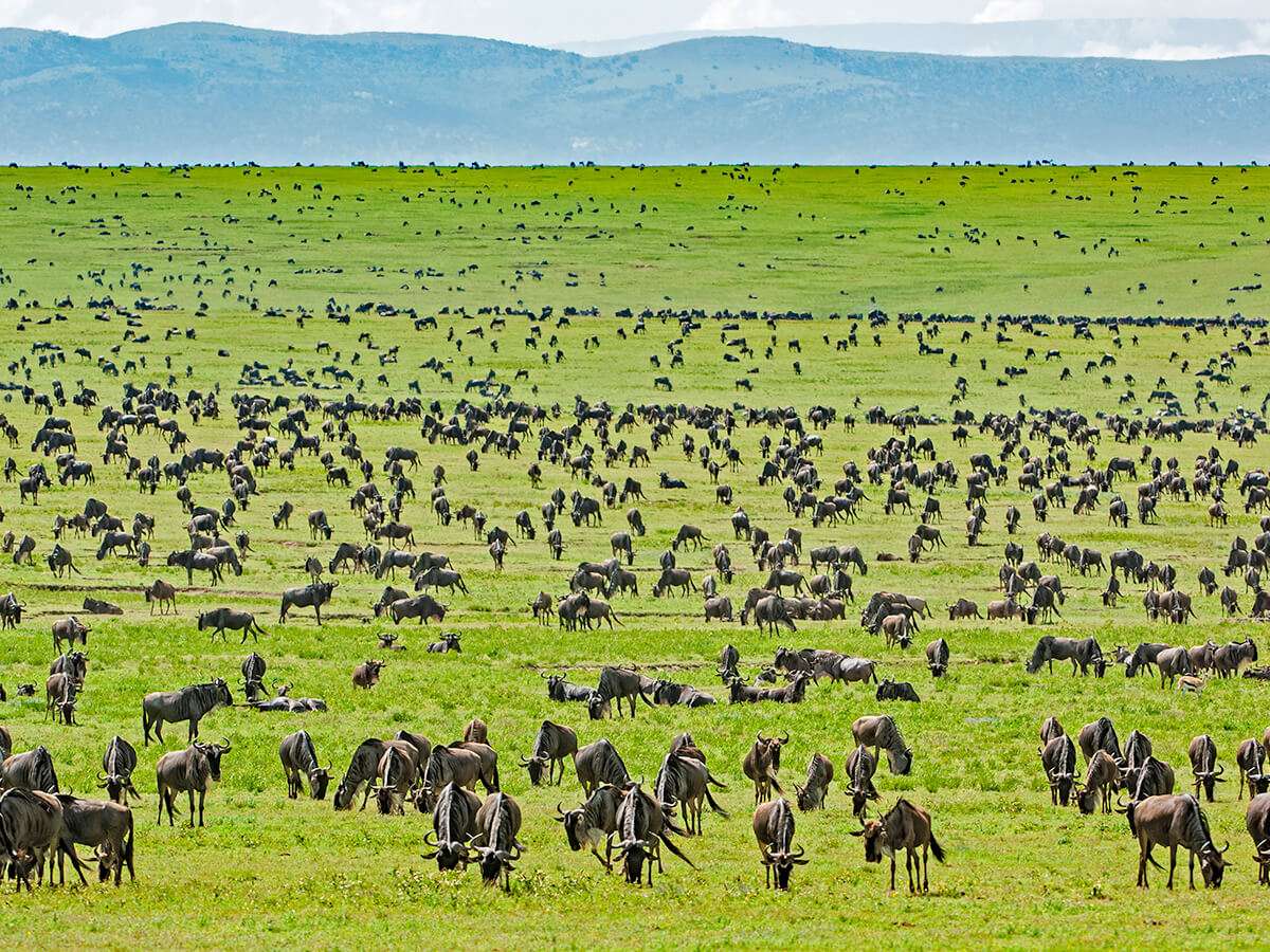 best time to go safari