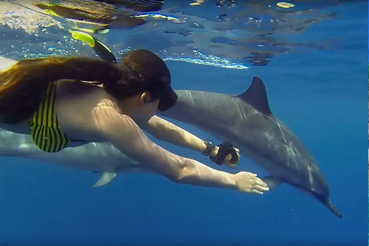 dolphin tour