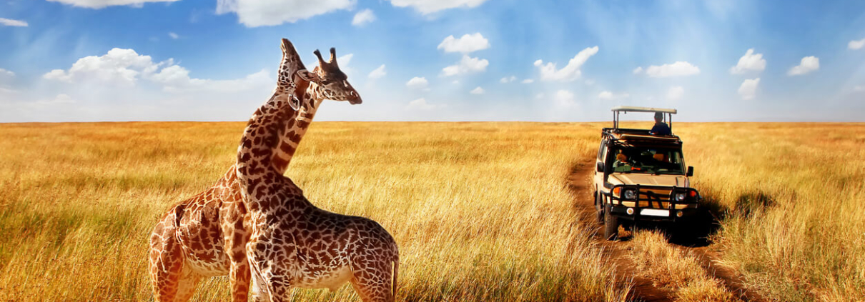 Best time for safari
