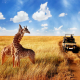 Best time for safari