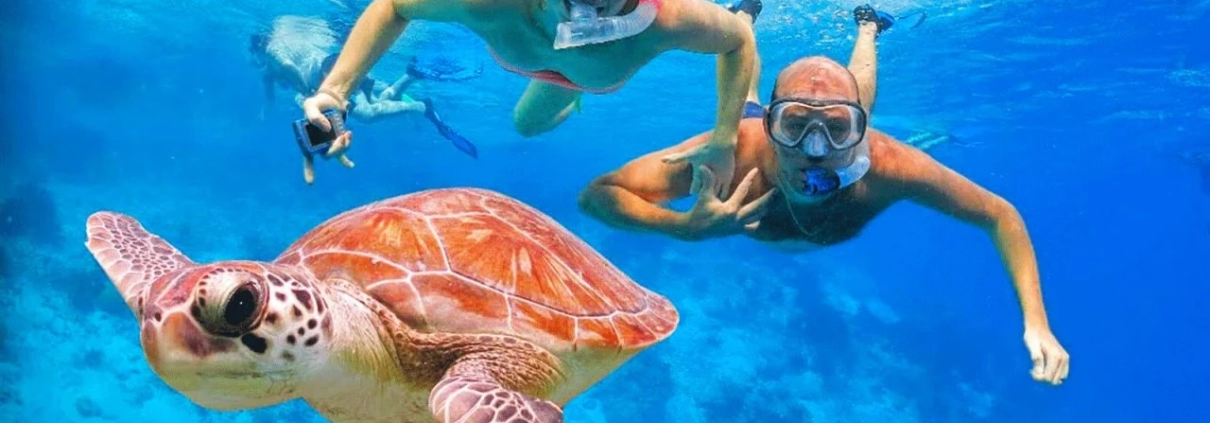 Swimming with turtle