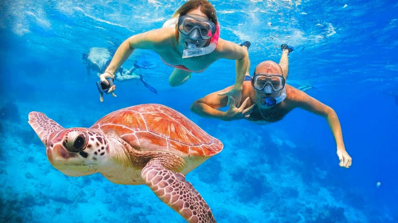 Swimming with turtle