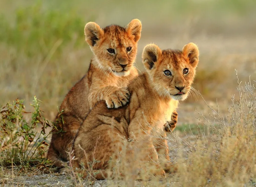 Jonge leeuw Serengeti