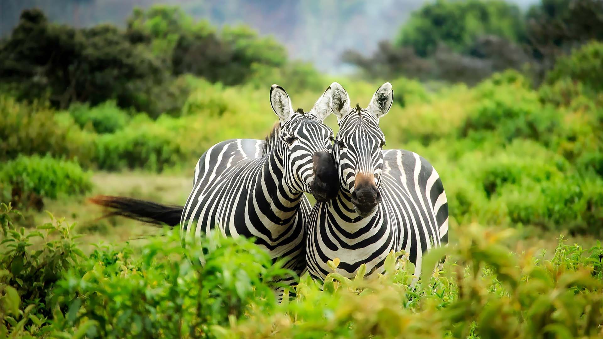 mikumi national park zebra