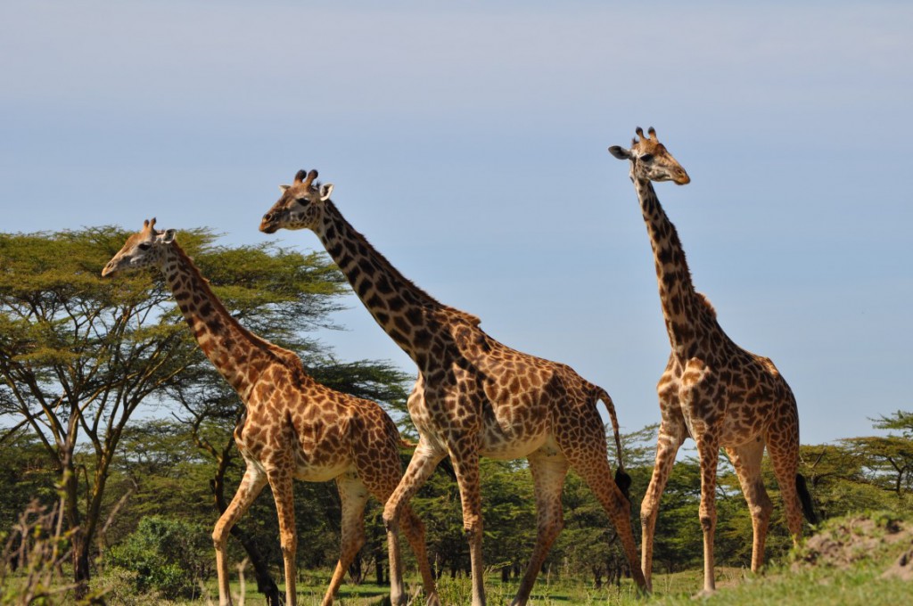 mikumi national park