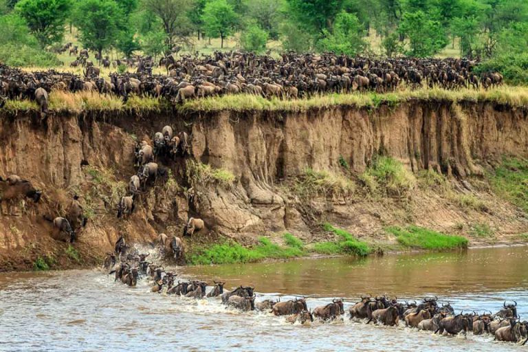 Wildebeest migrating across the Mara River, Tanzania, Africa.