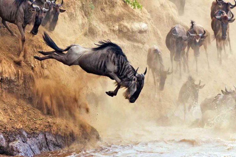 The-Great-Wildebeest-Migration