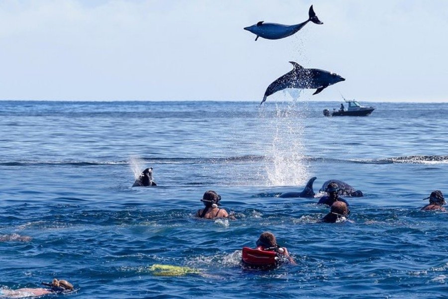 dolphin-tour-with-snorkeling-at-mnemba-island-zanzibar