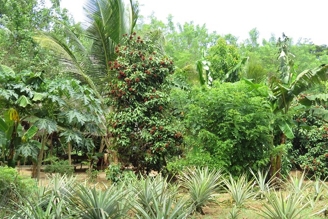 Alt text: Spice Farm Tour in Zanzibar plantation view